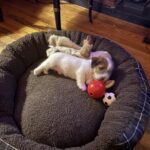 Jack Russell Terrier puppies for sale near me