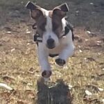 Jack Russell Terrier puppies for sale near me