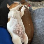 Jack Russell Terrier puppies for sale near me