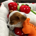 Jack Russell Terrier puppies for sale near me