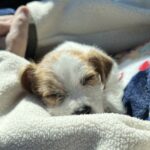 Jack Russell Terrier puppies for sale near me