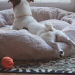 smooth coat JRT puppies