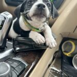 Jack Russell Terrier puppies for sale near me