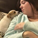 Jack Russell Terrier puppies for sale near me