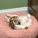 Jack Russell Terrier puppies for sale near me