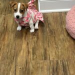 Jack Russell Terrier puppies for sale near me
