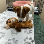 Jack Russell Terrier puppies for sale near me
