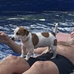 Jack Russell Terrier puppies for sale near me
