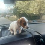 Jack Russell Terrier puppies for sale near me