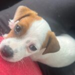 Jack Russell Terrier puppies for sale near me
