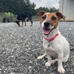 smooth coat JRT puppies