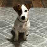 Jack Russell Terrier puppies for sale near me