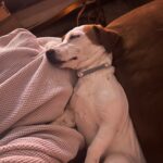 Smooth coat Jack Russell Terrier puppies for sale