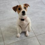 Smooth coat Jack Russell Terrier puppies for sale