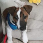 Smooth coat Jack Russell Terrier puppies for sale