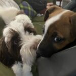 Smooth coat Jack Russell Terrier puppies for sale