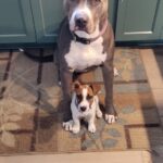 Smooth coat Jack Russell Terrier puppies for sale