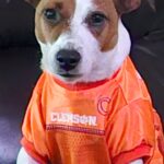 Smooth coat Jack Russell Terrier puppies for sale