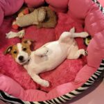Smooth coat Jack Russell Terrier puppies for sale