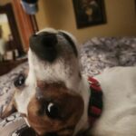 Smooth coat Jack Russell Terrier puppies for sale