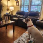 Smooth coat Jack Russell Terrier puppies for sale