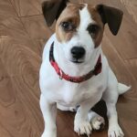 Smooth coat Jack Russell Terrier puppies for sale