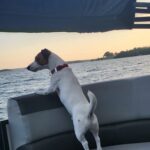 Smooth coat Jack Russell Terrier puppies for sale