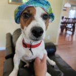 Smooth coat Jack Russell Terrier puppies for sale