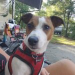 Smooth coat Jack Russell Terrier puppies for sale