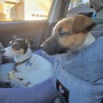 Smooth coat Jack Russell Terrier puppies for sale