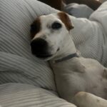 Smooth coat Jack Russell Terrier puppies for sale