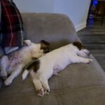 Smooth coat Jack Russell Terrier puppies for sale
