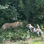 Jack Russell Terrier puppy for sale from a South Carolina breeder