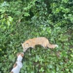 Jack Russell Terrier puppy for sale from a South Carolina breeder