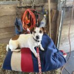 Jack Russell Terrier puppy for sale from a South Carolina breeder
