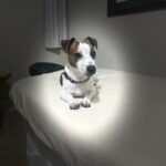 Jack Russell Terrier puppy for sale from a South Carolina breeder