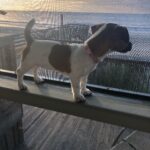Jack Russell Terrier puppy for sale from a South Carolina breeder
