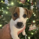 Jack Russell Terrier puppy for sale from a South Carolina breeder