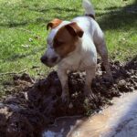 Jack Russell Terrier puppy for sale from a South Carolina breeder