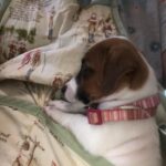 Jack Russell Terrier puppy for sale from a South Carolina breeder