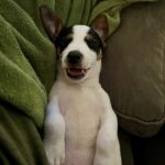 Jack Russell Terrier puppy for sale from a South Carolina breeder