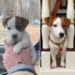 Jack Russell Terrier puppy for sale from a South Carolina breeder