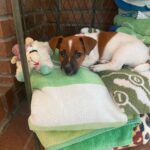 Jack Russell Terrier puppy for sale from a South Carolina breeder