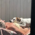 Smooth coat Jack Russell Terrier puppies for sale