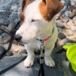 Smooth coat Jack Russell Terrier puppies for sale
