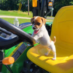 Smooth coat Jack Russell Terrier puppies for sale