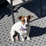 Smooth coat Jack Russell Terrier puppies for sale