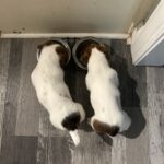 Smooth coat Jack Russell Terrier puppies for sale