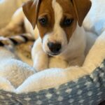 smooth coat Jack Russell puppies
