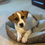 smooth coat Jack Russell puppies